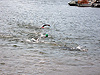 Waldecker Edersee Triathlon  2011 (51180)