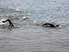 Waldecker Edersee Triathlon  2011 (50591)
